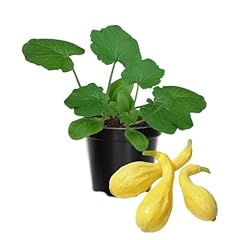 Squash plants live for sale  Delivered anywhere in USA 