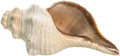 Horse conch horn for sale  Delivered anywhere in USA 