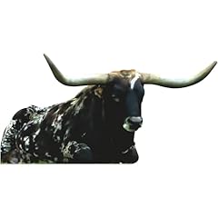 Sp13393 texas longhorn for sale  Delivered anywhere in USA 