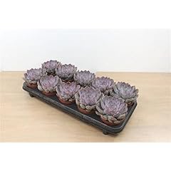 Echeveria summer succulent for sale  Delivered anywhere in UK