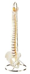 Human vertebral column for sale  Delivered anywhere in USA 