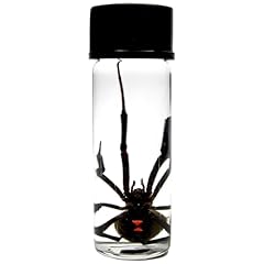 Bicbugs wet specimen for sale  Delivered anywhere in USA 