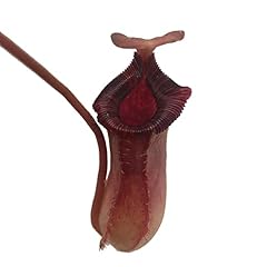 Nepenthes briggsiana tropical for sale  Delivered anywhere in USA 