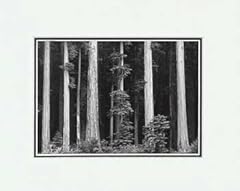 Ansel adams redwoods for sale  Delivered anywhere in USA 