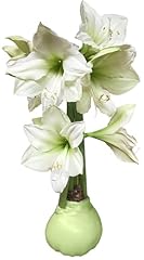 Live plant green for sale  Delivered anywhere in USA 