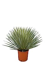 Palmenlilie yucca rostrata gebraucht kaufen  Wird an jeden Ort in Deutschland