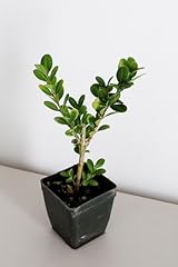 Shelfie bonsai starter for sale  Delivered anywhere in USA 
