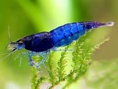 10x blue diamond for sale  Delivered anywhere in UK