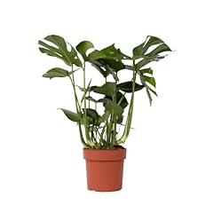 Plant box monstera usato  Spedito ovunque in Italia 