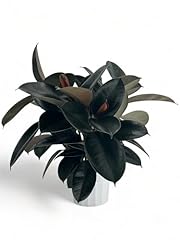 Rubber tree live for sale  Delivered anywhere in USA 