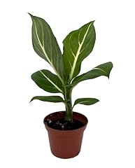Sterling dieffenbachia plant for sale  Delivered anywhere in USA 