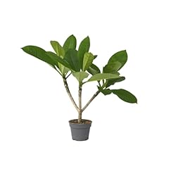 Plant box plumeria usato  Spedito ovunque in Italia 