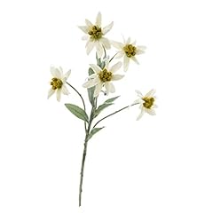 Artplants.de stella alpina usato  Spedito ovunque in Italia 