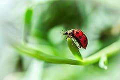 24x36in poster ladybug for sale  Delivered anywhere in USA 