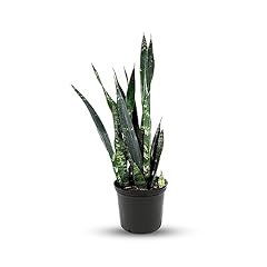 American plant sansevieria for sale  Delivered anywhere in USA 