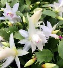 Bamboo christmas cactus for sale  Delivered anywhere in USA 