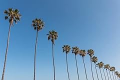 Mexican fan palm for sale  Delivered anywhere in USA 