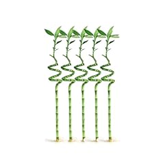 Stalks inch spiral for sale  Delivered anywhere in USA 