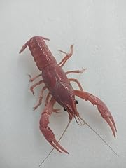 Live freshwater pink for sale  Delivered anywhere in USA 