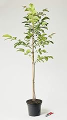Walnußbaum juglans regia gebraucht kaufen  Wird an jeden Ort in Deutschland