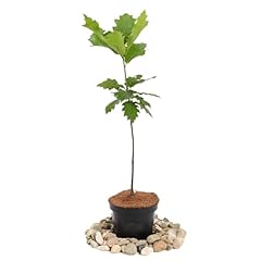 Roteiche quercus rubra gebraucht kaufen  Wird an jeden Ort in Deutschland