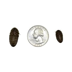 Dubia roaches 200 for sale  Delivered anywhere in USA 