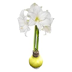 Waxed amaryllis bulb for sale  Delivered anywhere in USA 