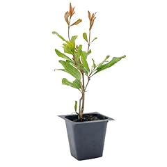 Pomegranate wonderful tree for sale  Delivered anywhere in USA 