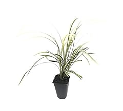 Aztec grass live for sale  Delivered anywhere in USA 