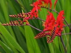 Red crocosmia lucifer for sale  Delivered anywhere in UK