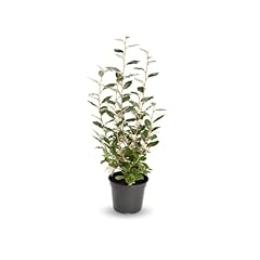 Attitude jardin eleagnus d'occasion  Livré partout en France