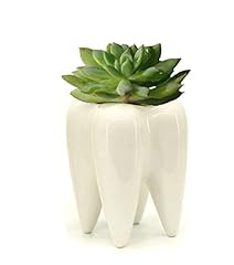 Monmob ceramic tooth for sale  Delivered anywhere in USA 