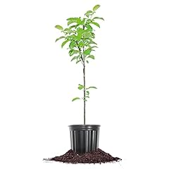 Perfect plants golden for sale  Delivered anywhere in USA 