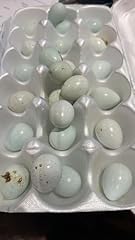 Hatching quail eggs for sale  Delivered anywhere in USA 