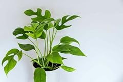 Rhaphidophora tetrasperma mini gebraucht kaufen  Wird an jeden Ort in Deutschland