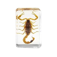 Insektenstein natürlicher sko gebraucht kaufen  Wird an jeden Ort in Deutschland