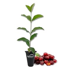 Barbados cherry tree for sale  Delivered anywhere in USA 