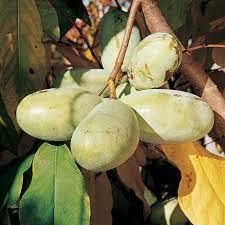 Banane indiane peterson usato  Spedito ovunque in Italia 