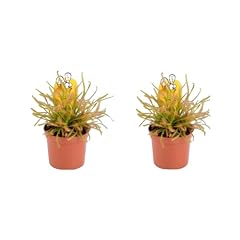 Plants sundew drosera for sale  Delivered anywhere in UK