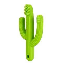 Ana baby cactus for sale  Delivered anywhere in UK