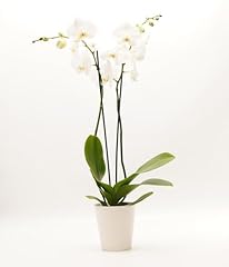 Decoblooms premium white for sale  Delivered anywhere in USA 