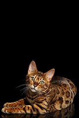 Bengal cat notebook for sale  Delivered anywhere in USA 