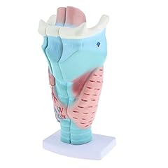 Larynx outils enseignement d'occasion  Livré partout en France