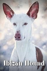 Ibizan hound dog for sale  Delivered anywhere in UK