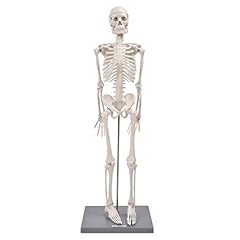 85cm human skeleton for sale  Delivered anywhere in UK