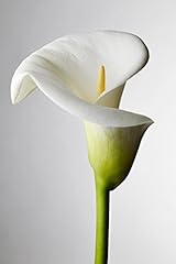 Calla lily stamen for sale  Delivered anywhere in USA 