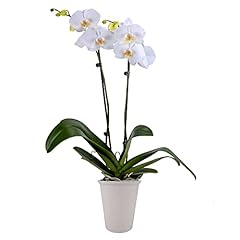 Decoblooms living white for sale  Delivered anywhere in USA 