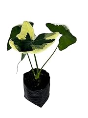 Alocasia variegated mickey for sale  Delivered anywhere in USA 