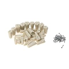 Nrcyashi dental typodont for sale  Delivered anywhere in USA 