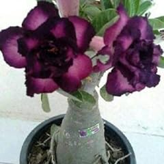Thronesfarm purple black for sale  Delivered anywhere in USA 